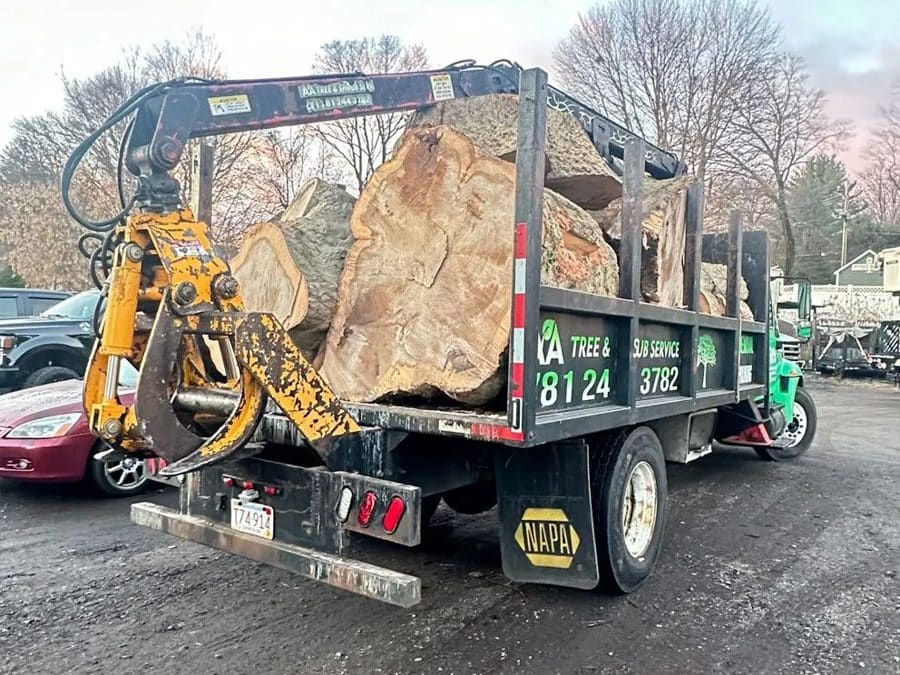 Rooted in Expertise: Certified Arborist Services Near You