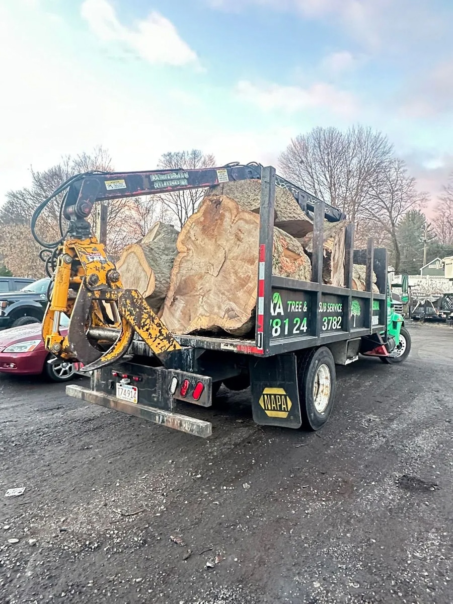 Rooted in Expertise: Certified Arborist Services Near You