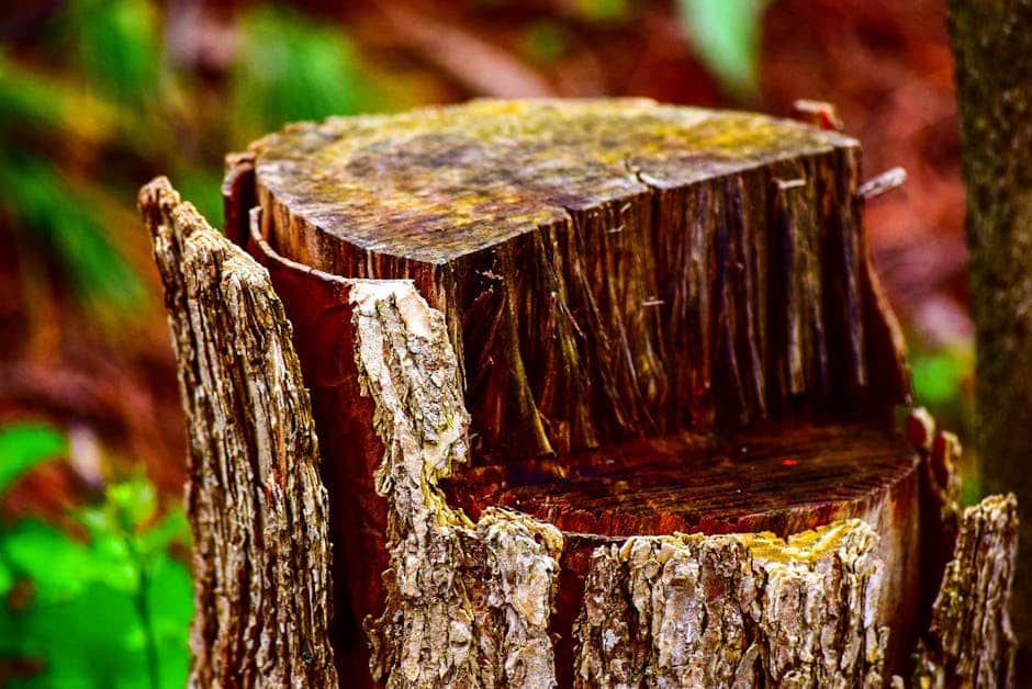 Grind Your Way: Finding the Perfect Local Tree Stump Grinder Grind Your Way: Finding the Perfect Local Tree Stump Grinder