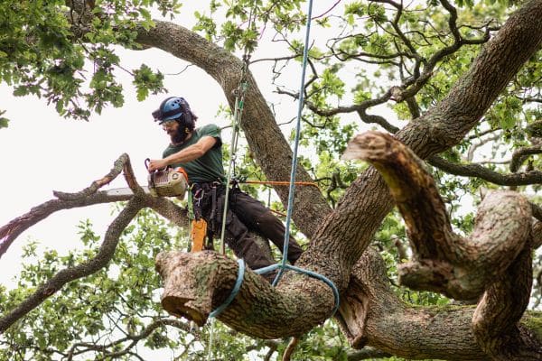 Expert Tree Removal Solutions Hudson MA