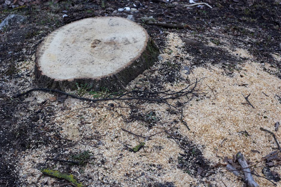 Rooting for You: Finding the Best Stump Removal Solutions Rooting for You: Finding the Best Stump Removal Solutions