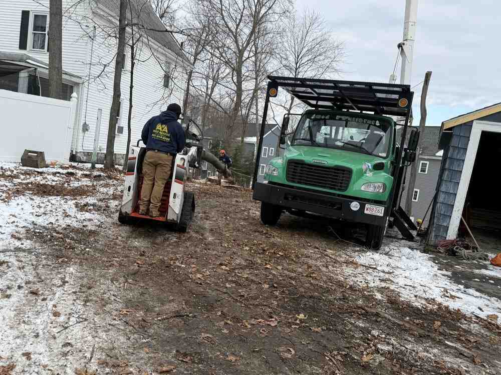 Tree-mendous Choices: Finding the Right Tree Removal Service in Manchester, NH