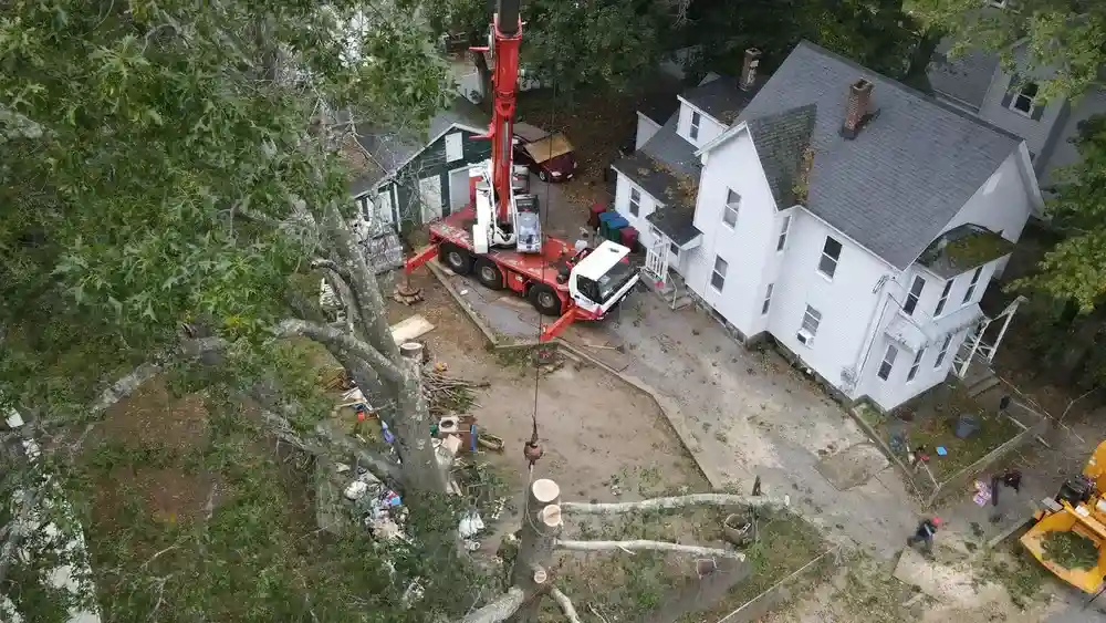 Branching Out: The Best Tree Services in Newton, MA