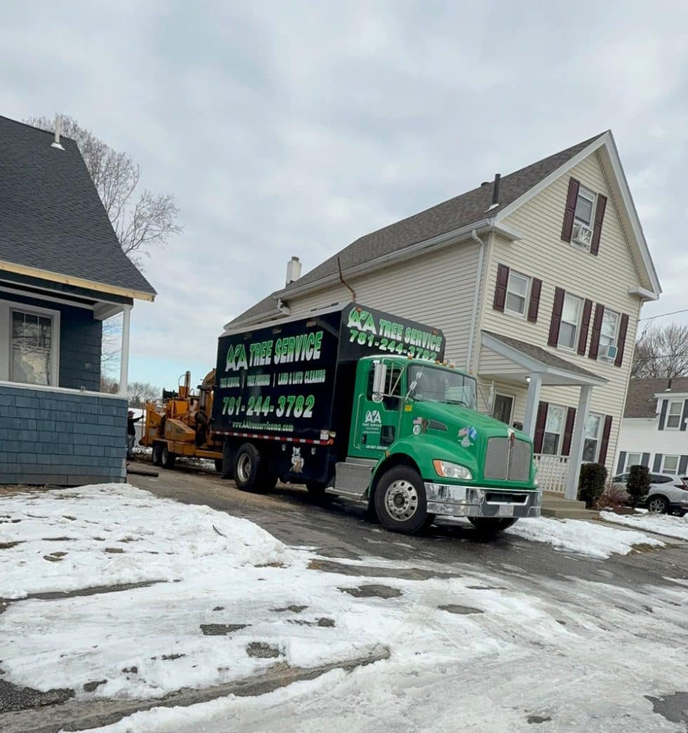 032 Tree Cutting Removal by AA Tree