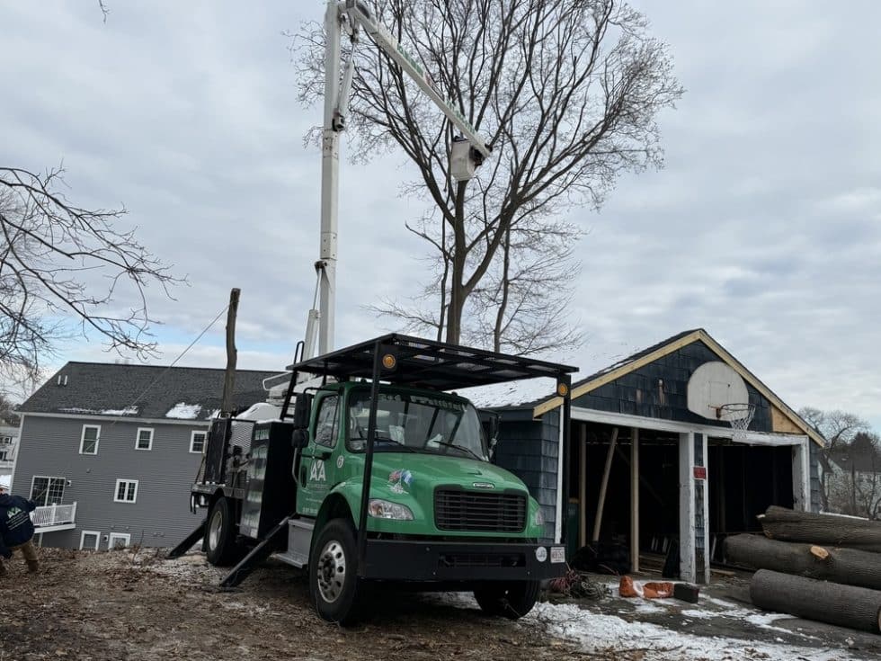 037 Tree Cutting Removal by AA Tree