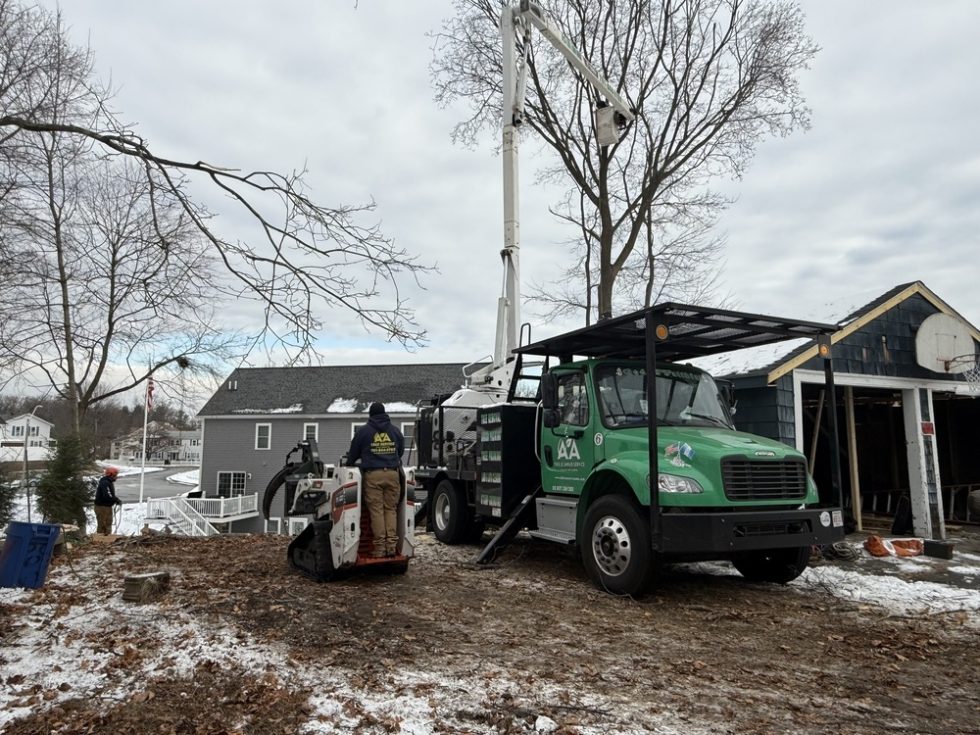 038 Tree Cutting Removal by AA Tree
