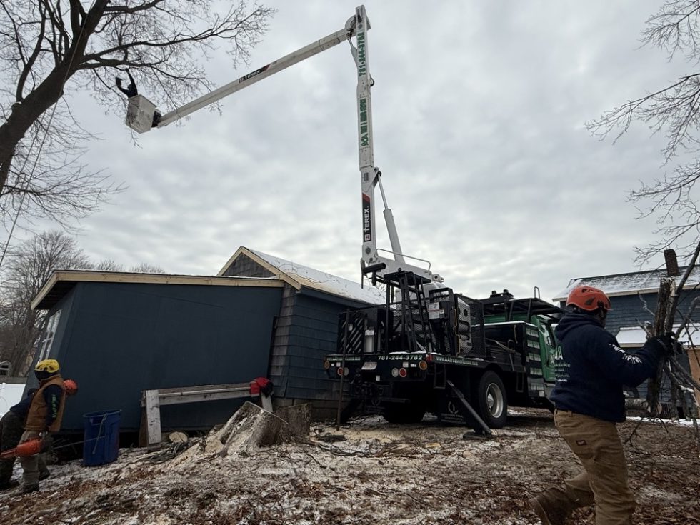 039 Tree Cutting Removal by AA Tree