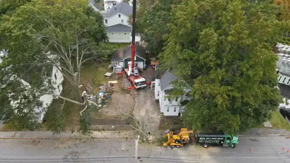 042 Tree Cutting Removal by AA Tree