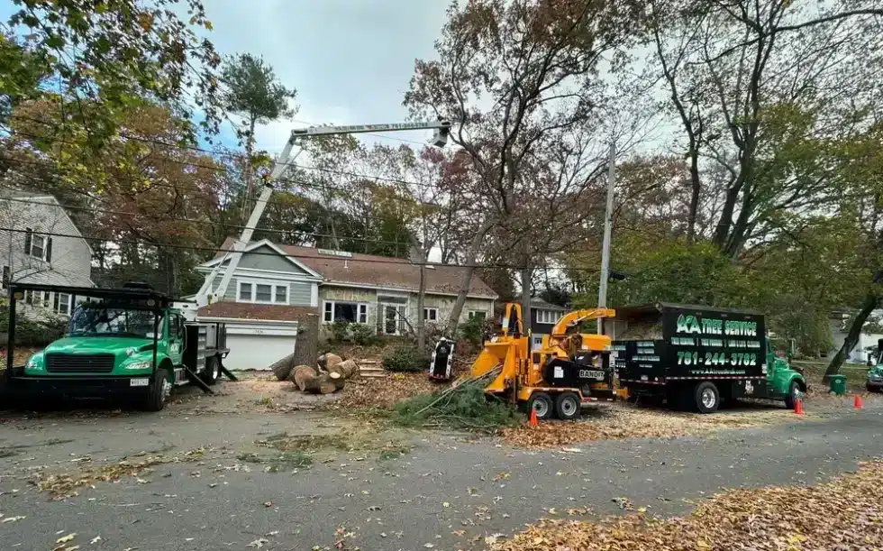050 Tree Cutting Removal by AA Tree