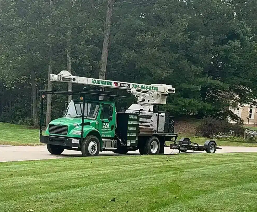 054 Tree Cutting Removal by AA Tree