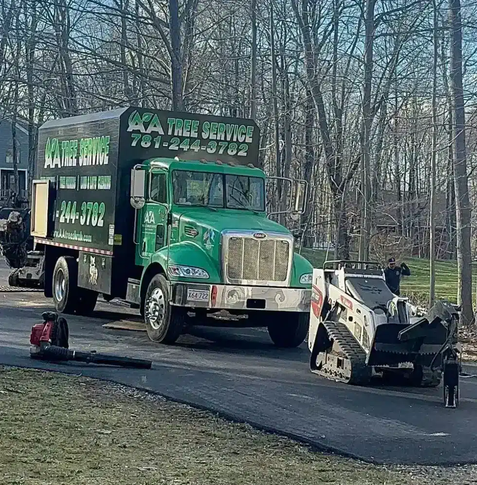 055 Tree Cutting Removal by AA Tree