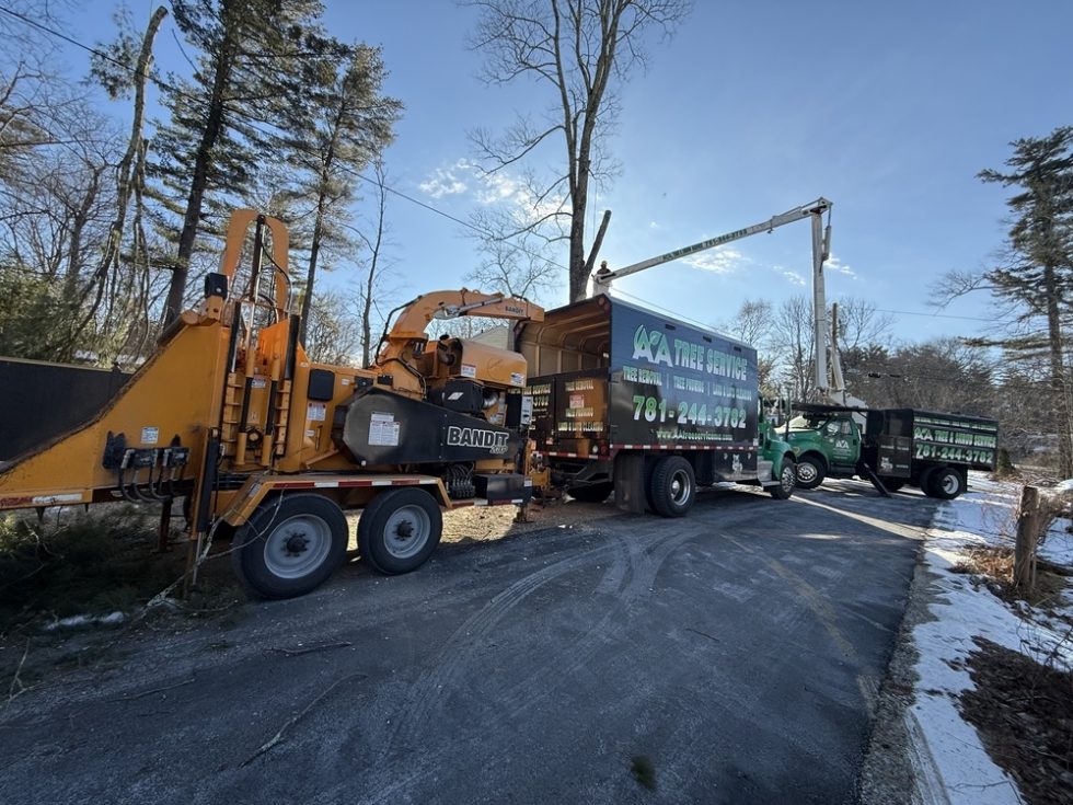 058 Tree Cutting Removal by AA Tree