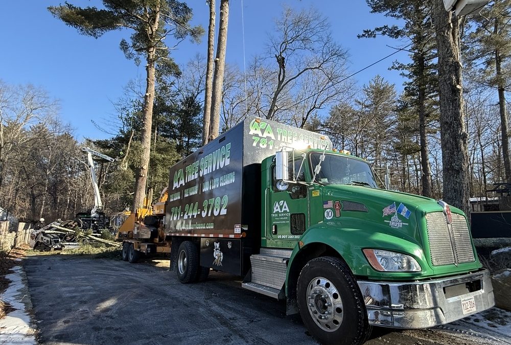 Cutting Edge: How to Select a Tree Cutting Service Near You