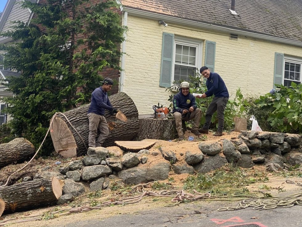 062 Tree Cutting Removal by AA Tree