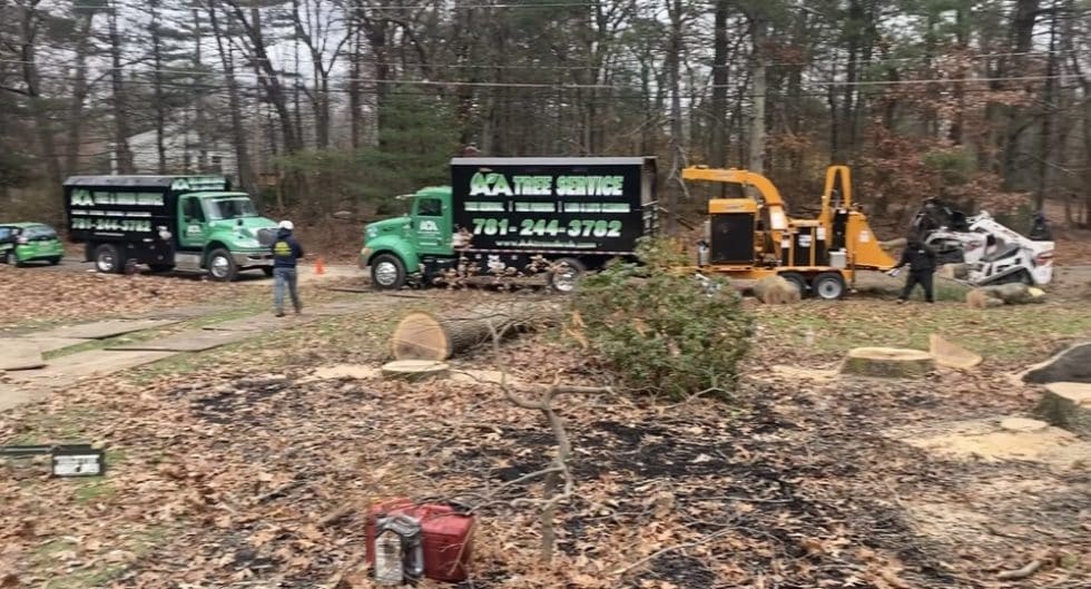 064 Tree Cutting Removal by AA Tree