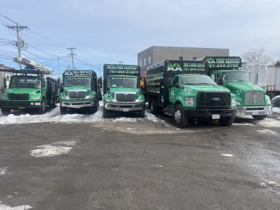 065 Tree Cutting Removal by AA Tree