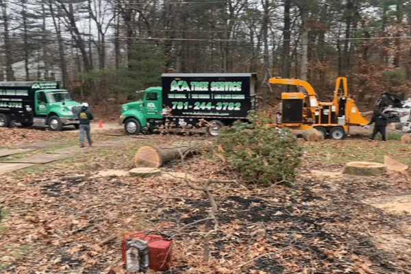 Home Page AA Tree Service 017