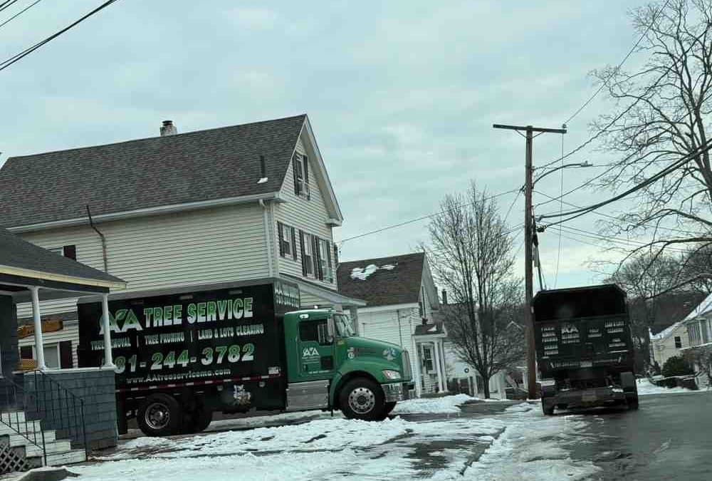 Branching Out: Understanding Carlisle’s Tree Removal Policies