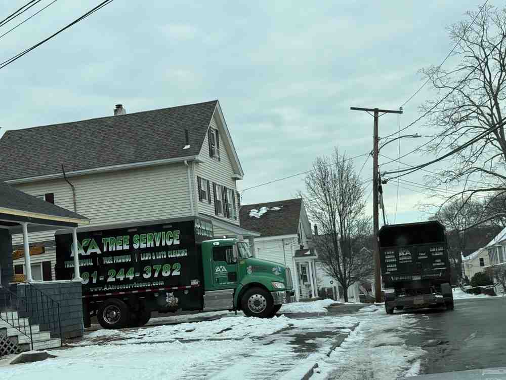 Branching Out: Understanding Carlisle’s Tree Removal Policies