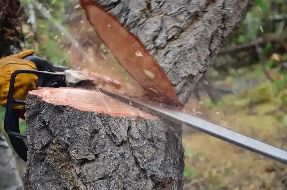 Clearing the Way: Steps to Prepare Land for Development