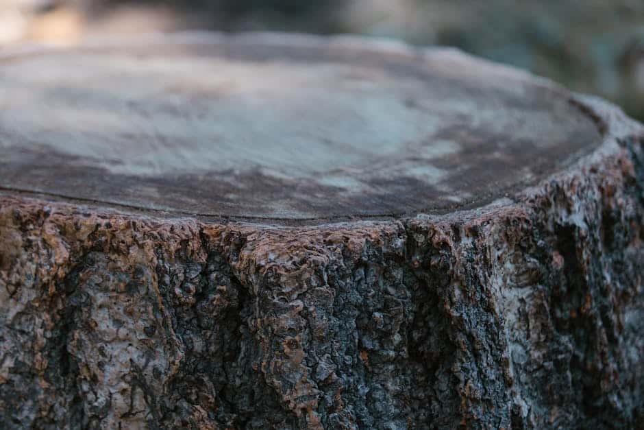 Stump No More: A Guide to Local Tree Stump Removal Services