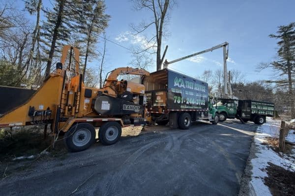 Carlisle MA Tree Removal Company