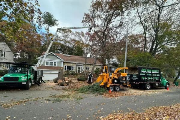 Emergency Tree Removal Services in MA and NH