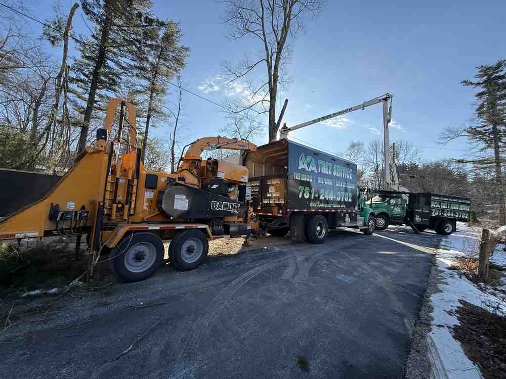 Tree Care Excellence: Professional Services in Massachusetts