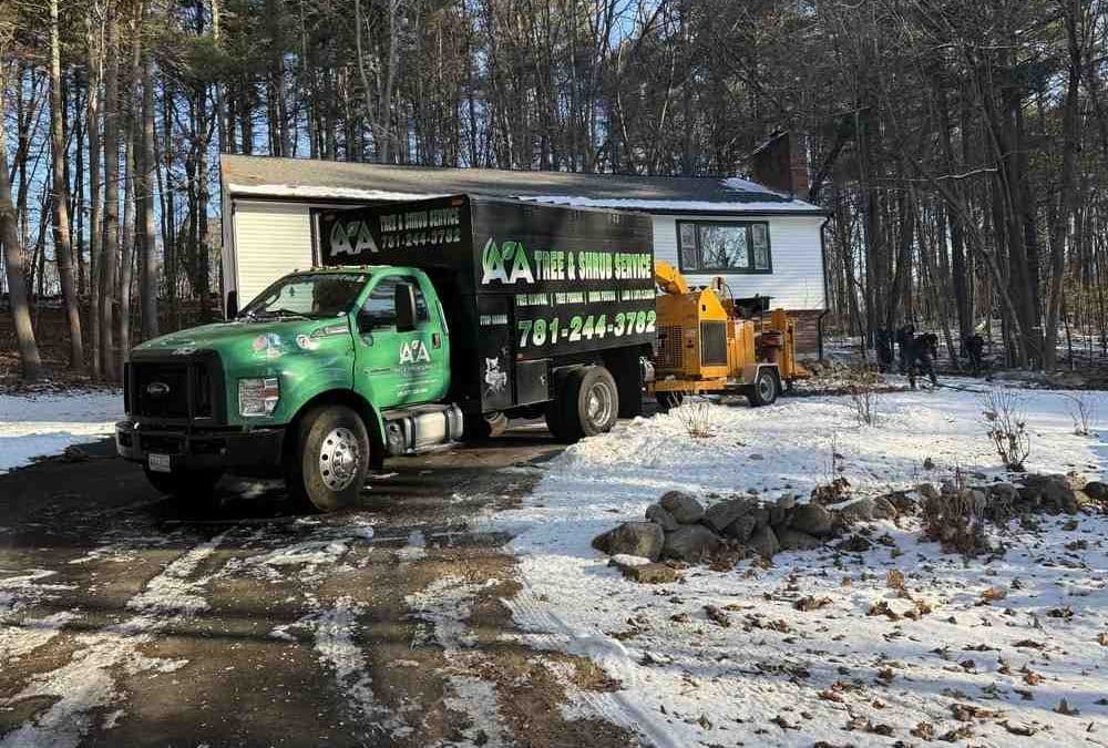 Stumped? Discover the Best Tree Removal Options in Beverly, MA