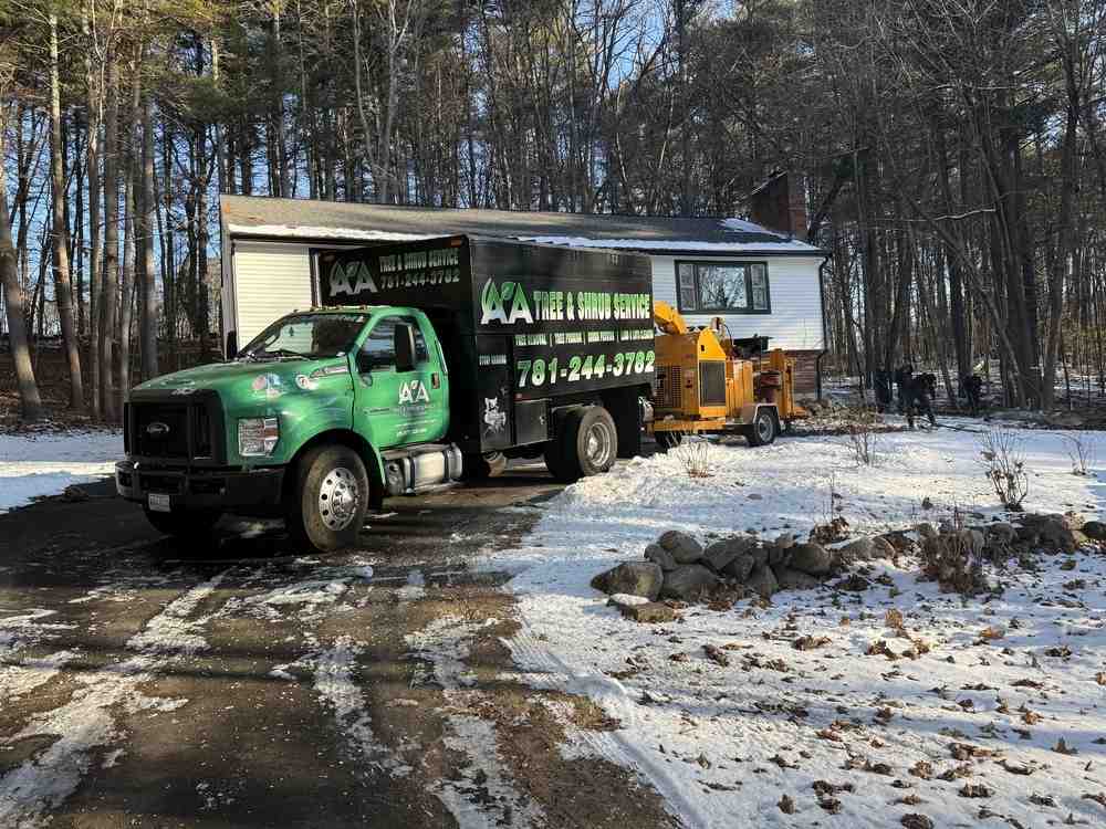Stumped? Discover the Best Tree Removal Options in Beverly, MA