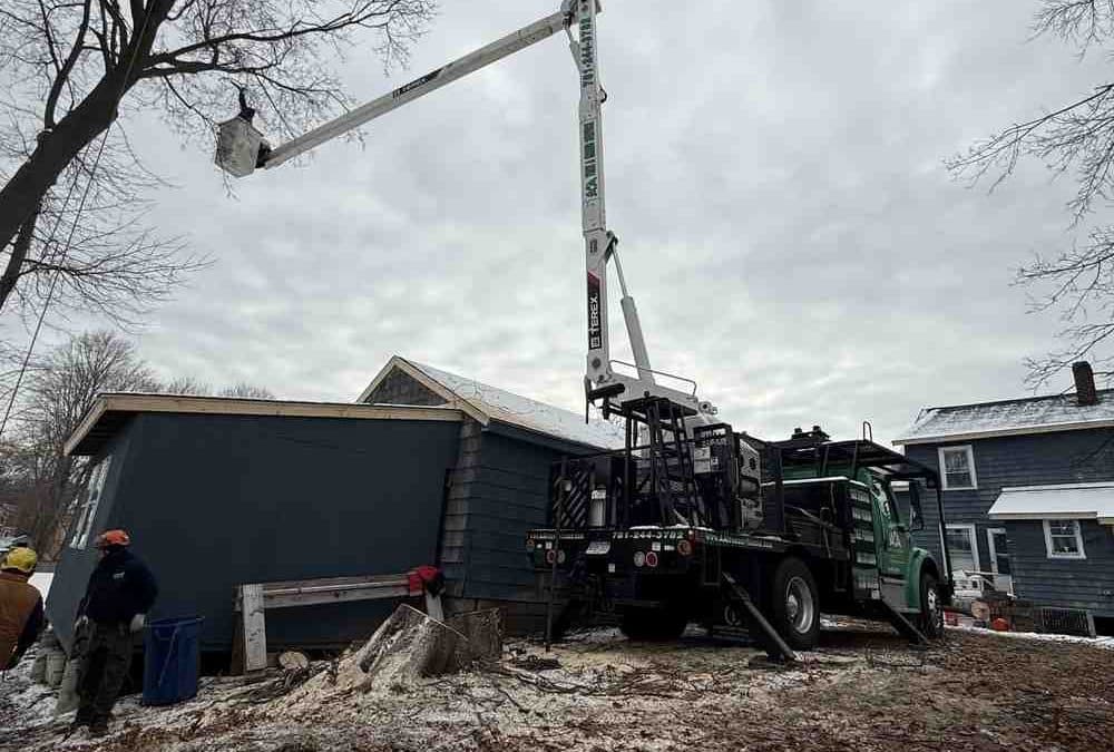 Branching Out: Your Guide to Tree Services in Andover, MA