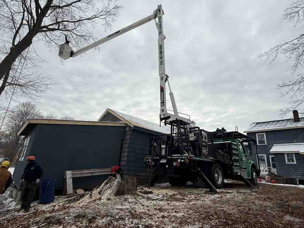 Branching Out: Your Guide to Tree Services in Andover, MA