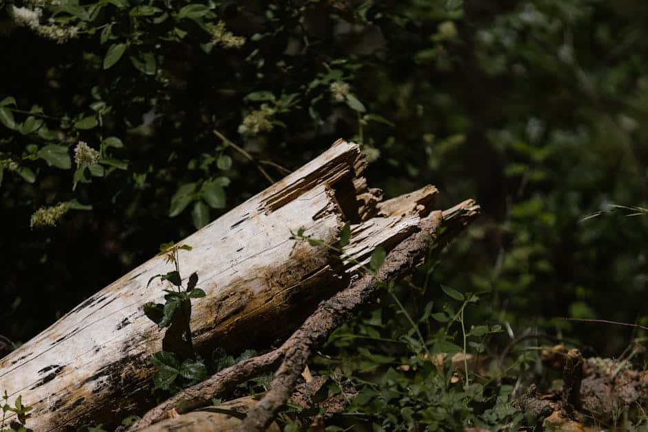 Fallen Trees: Removal Tips and Tricks Fallen Trees: Removal Tips and Tricks