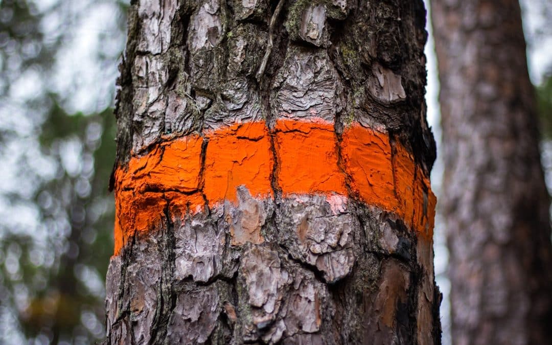 Affordable Arborists: How to Save on Tree Removal