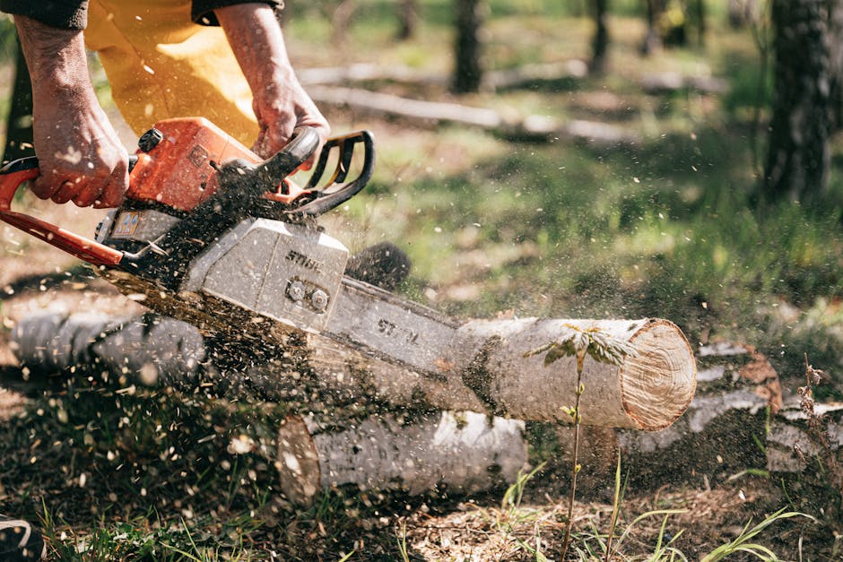 Branching Out: Tree Cutting Services in Andover, MA Branching Out: Tree Cutting Services in Andover, MA