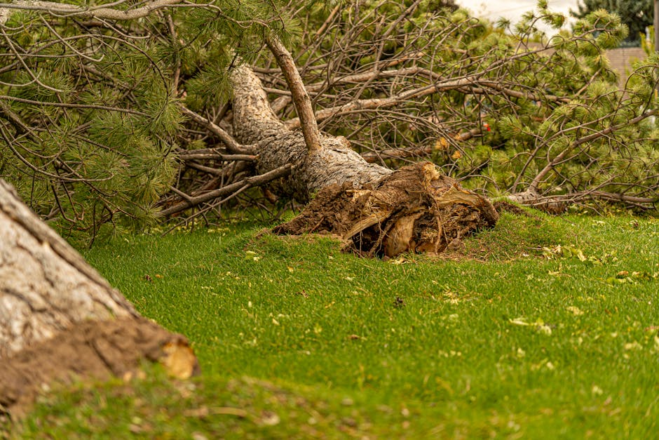 Debris Be Gone: Your Guide to Tree Debris Removal Services Nearby