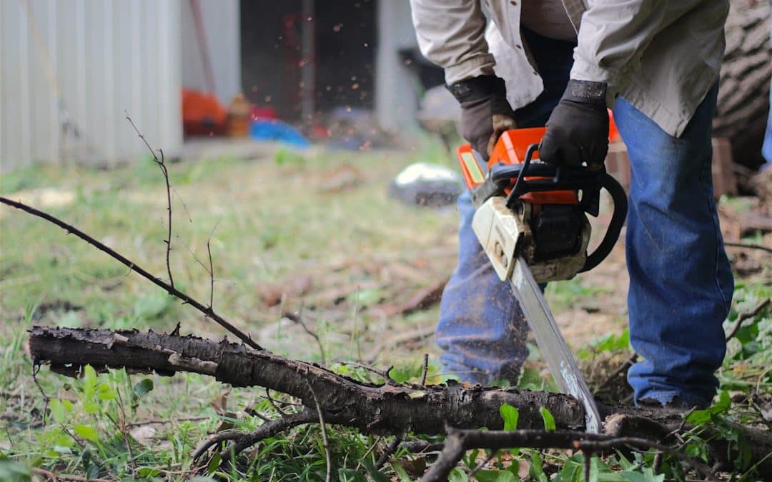 Don’t Leaf it to Chance – Arlington Tree Removal Service Explained