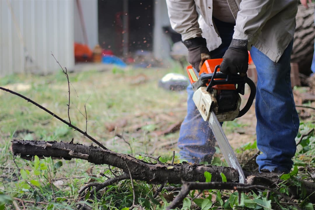 Don’t Leaf it to Chance – Arlington Tree Removal Service Explained