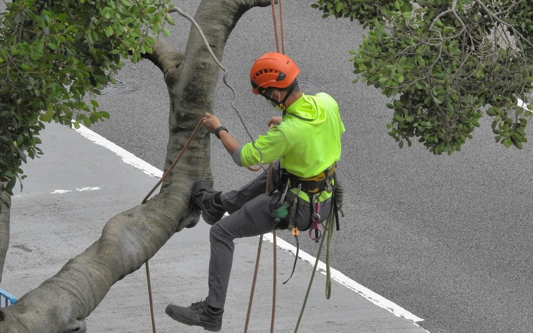 Your Neighborhood Tree Heroes – Local Tree Service Companies Reviewed