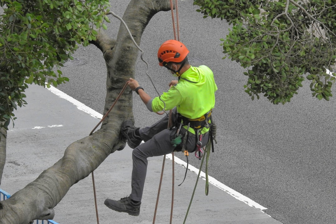 Your Neighborhood Tree Heroes – Local Tree Service Companies Reviewed