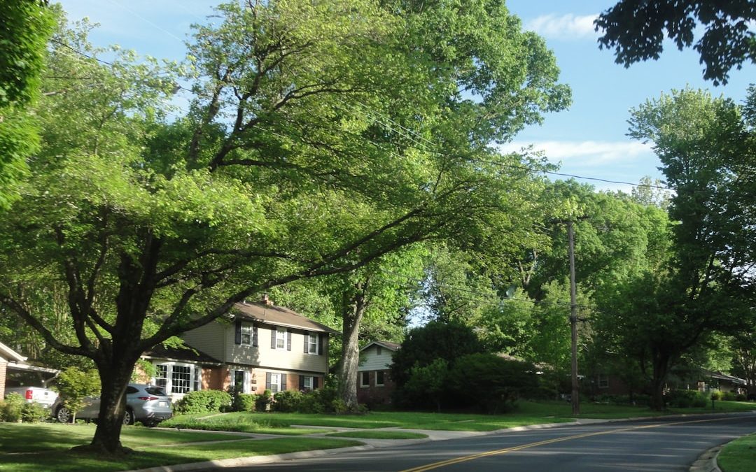 Leaf it to the Pros – Selecting a Newton MA Tree Company