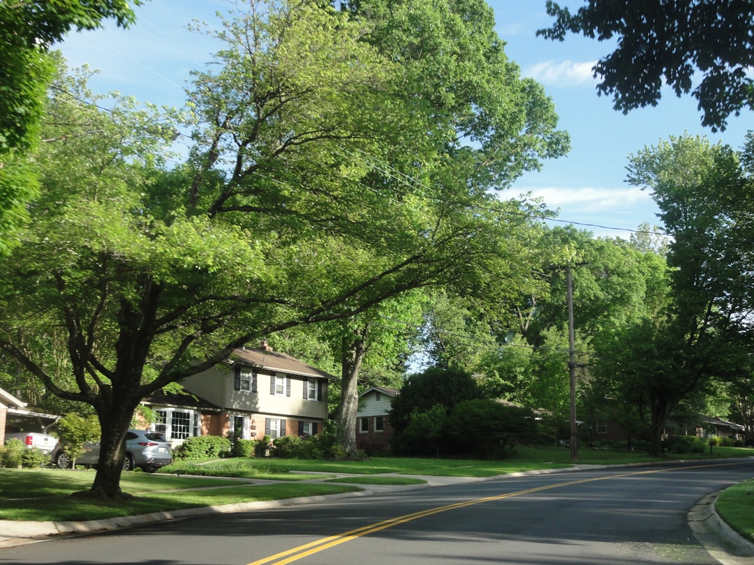 Leaf it to the Pros – Selecting a Newton MA Tree Company