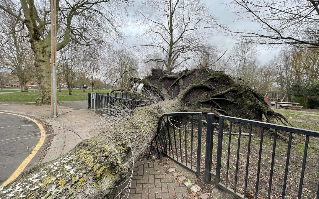 Stormy Weather Survival Guide for Tree Removal