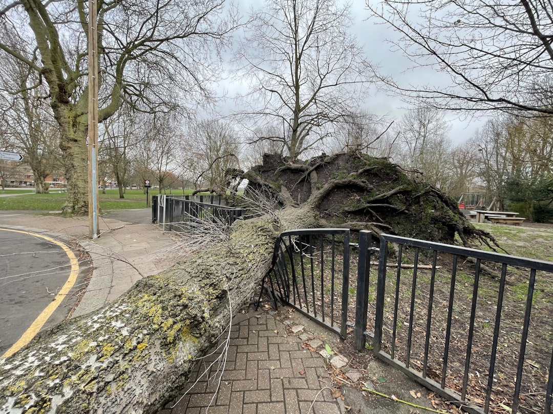 Stormy Weather Survival Guide for Tree Removal