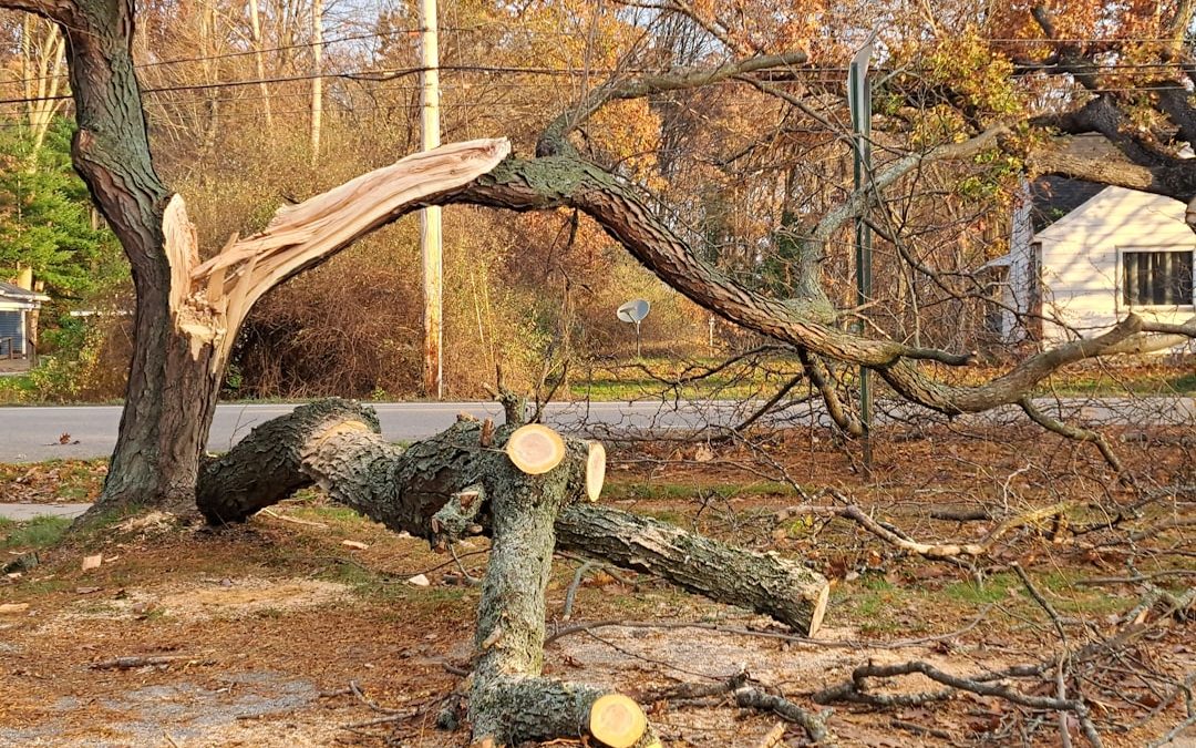After the Storm: Finding the Right Tree Service for Cleanup