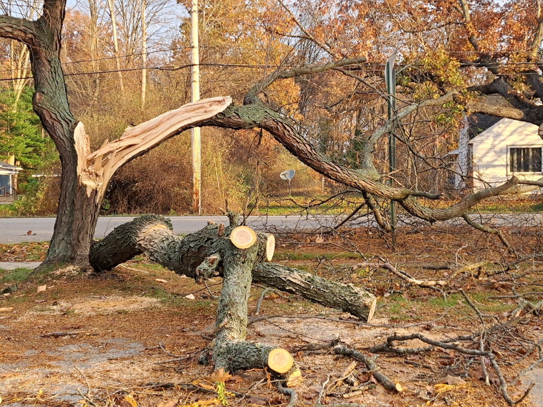 After the Storm: Finding the Right Tree Service for Cleanup