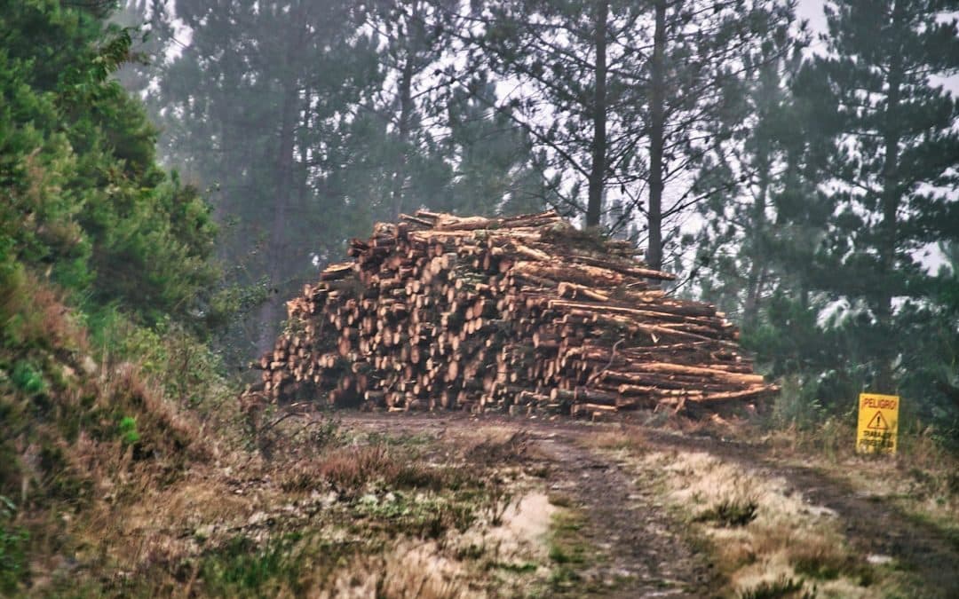 Leaf it to the Pros – Nashua NH’s Finest Tree Removal Services