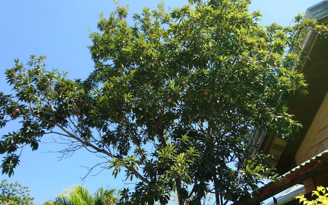 Local Tree Surgery Made Easy: Find Your Arborist Today