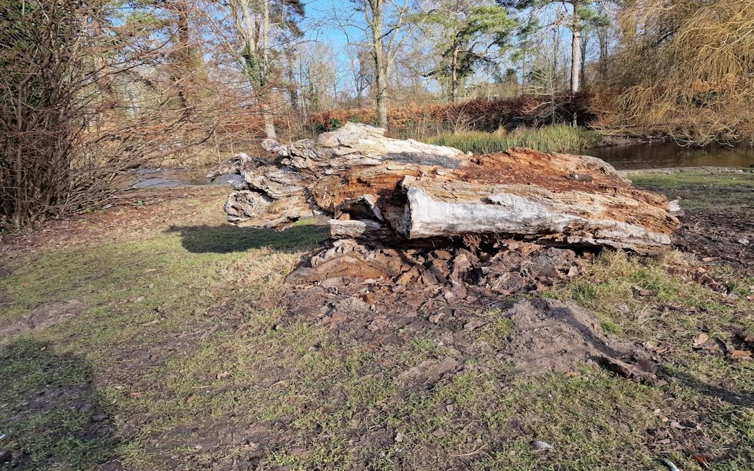 North Reading Tree Removal Made Easy – Leaf Your Worries Behind