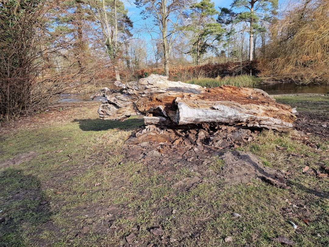 North Reading Tree Removal Made Easy – Leaf Your Worries Behind North Reading Tree Removal Made Easy – Leaf Your Worries Behind